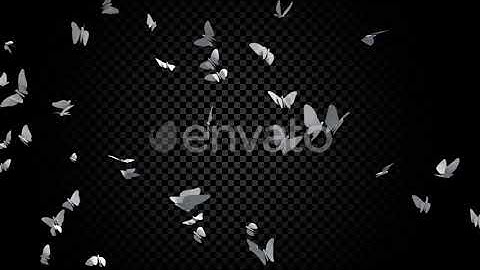 Butterflies Fly | Motion Graphics - Envato elements