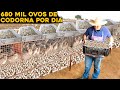 A MAIOR FAZENDA DE OVOS DE CODORNA DO BRASIL - 1 MILHÃO DE CODORNAS!