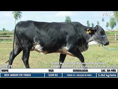 LOTE 29  - 5289 BJ - 7º Leilão Gir & Girolando Genética Aditiva