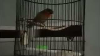 Download lagu MASTERAN BESETAN PANJANG PANCAWARNA BETINA