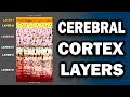 Cerebral Cortex Layers and Stains Quiz