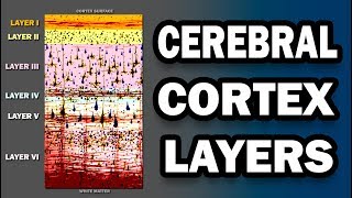 Cerebral Cortex Layers
