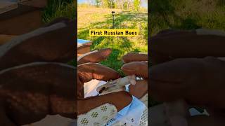 Installing Russian bees into a horizontal hive