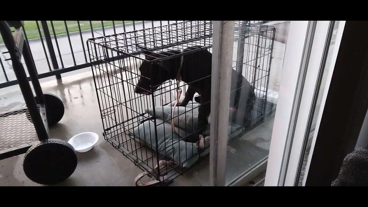 Dog Throws Tantrum Over Getting Out The Cage LMAO YouTube