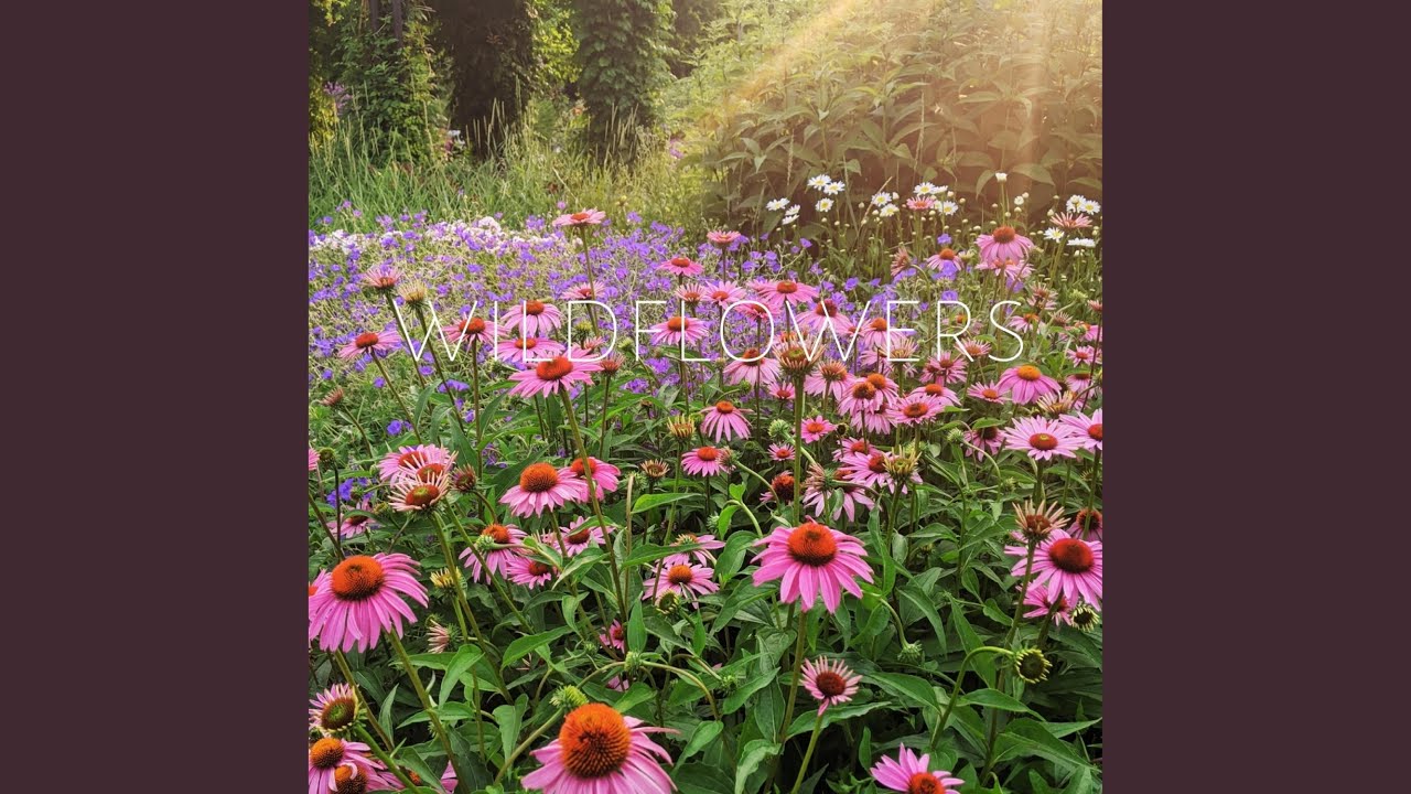 Wildflowers YouTube