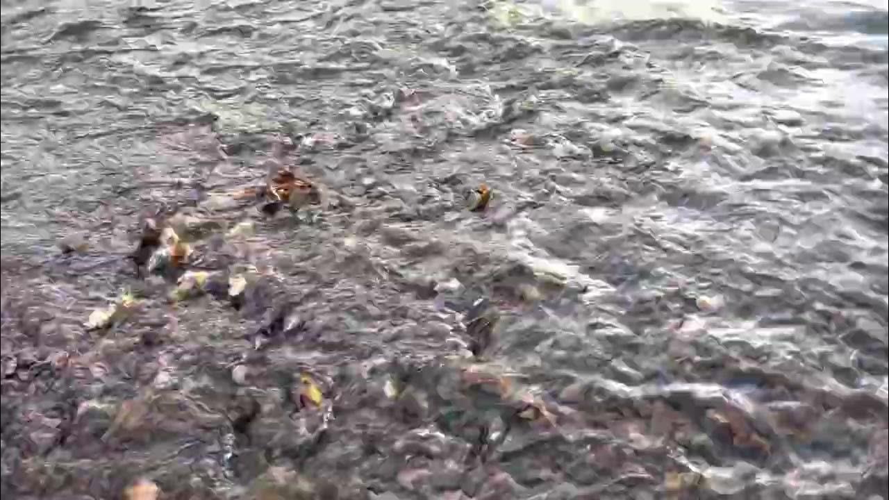 Atlantic salmon habitat recovering via biological processes YouTube