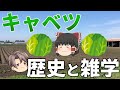 【ゆっくり解説】キャベツの歴史と雑学！いつから食べられてる？何でこんな形をしてるの？