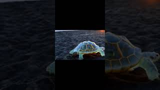 This Cool Video Is Generated By Sora Openai Love It