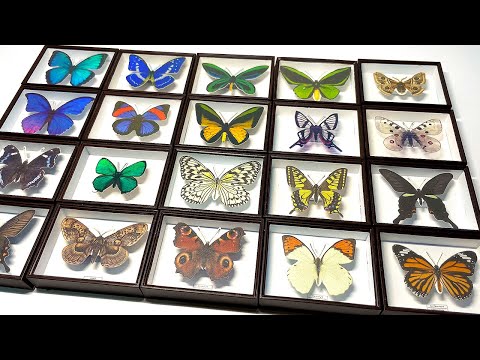 金色のカエルと蟹、蝶、バッタ、トンボなどの彫金箱 金色のカエルと蟹、蝶、バッタ、トンボなどの彫金箱 金色のカエルと