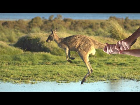 Video: Mengapa Kanguru Adalah Penjaga Bumi