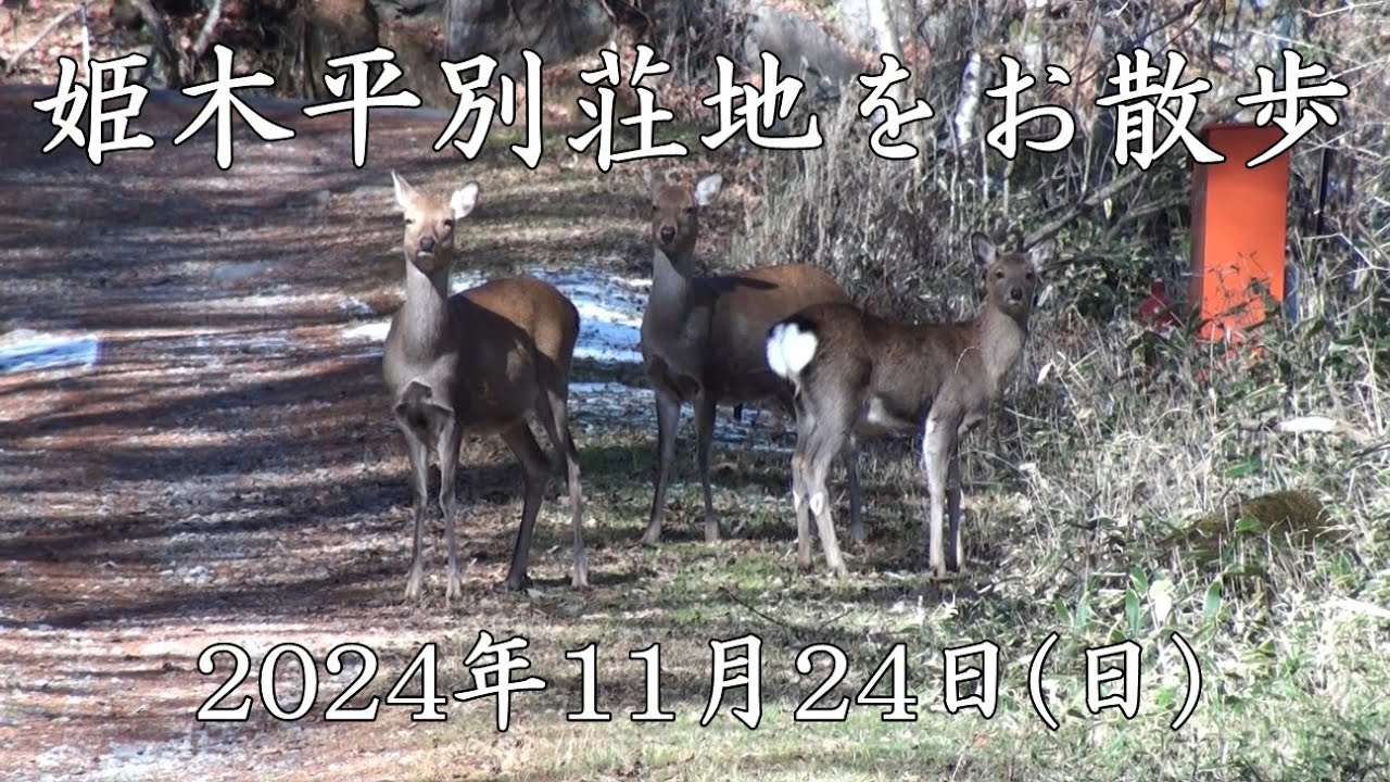 姫木平別荘地をお散歩－2024年11月24日(日)