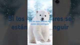 #osopolar #animales #peligrodeextincion 😭