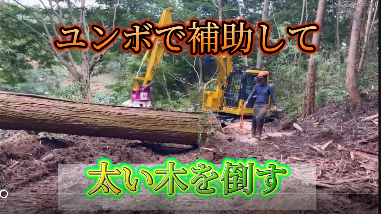 【伐倒】大きい杉を重機で補助しながら倒す❗️