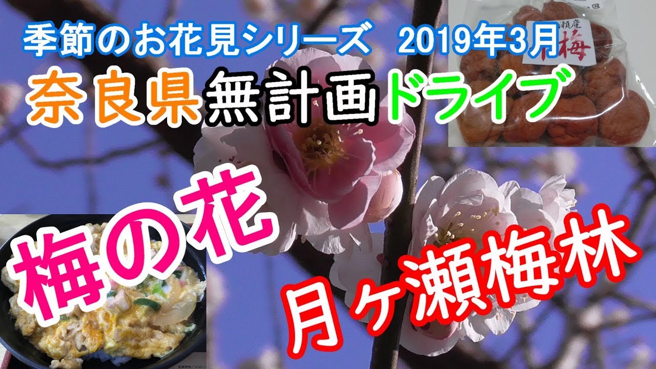 季節のお花見シリーズ 無計画ドライブ 月ヶ瀬梅林 梅の花 梅干し 2019年3月 Youtube 季節のお花見シリーズ 無計画ドライブ 月ヶ瀬梅林 梅の花 梅干し 2019年3月 Youtube