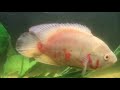 Oscar Fish 6 Months Growth *Albino*