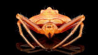 Pretty Spider from Ecuador @AndreasKay