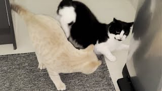 Kitten Wiggles Butt Before Pouncing On Cat