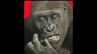 Flying Gorilla Menu Music - 2021 (New)