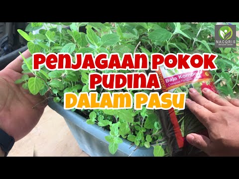 Video: Penjagaan Pudina - Cara Menanam Tumbuhan Pudina