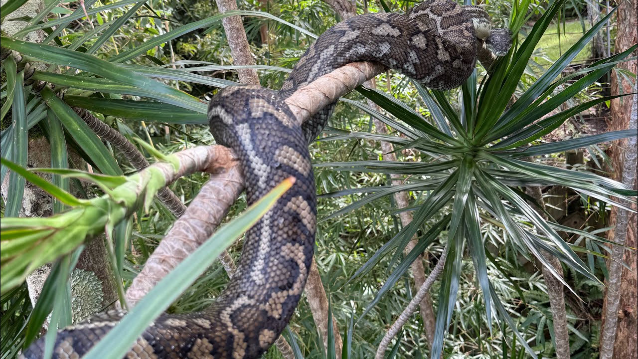 Defensive Python Dealing with a defensive python. - YouTube