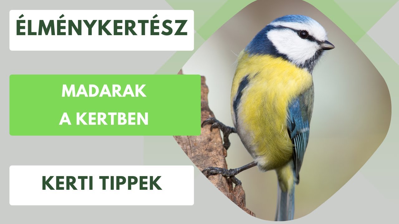Madarak a kertben🐦