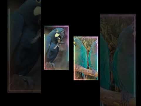 lear 's vs glaucous macaw