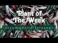 PLANT OF THE WEEK | STROMANTHE TRIOSTAR