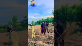 Old system for wheat cutting pathan log kank abhi bhi hathon se kati karte hen wah bhi or tariqe se