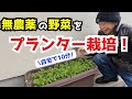 【自然農法×プランター栽培】お手軽たったの10分!マンションでも出来る無農薬野菜