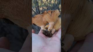 Bir Taşla 3 Mantar 🍄