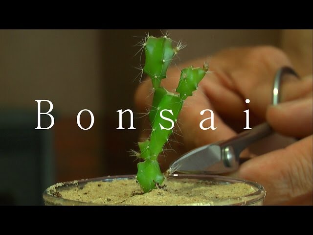 Vom Samen zum Bonsai, die Drachenfrucht - YouTube