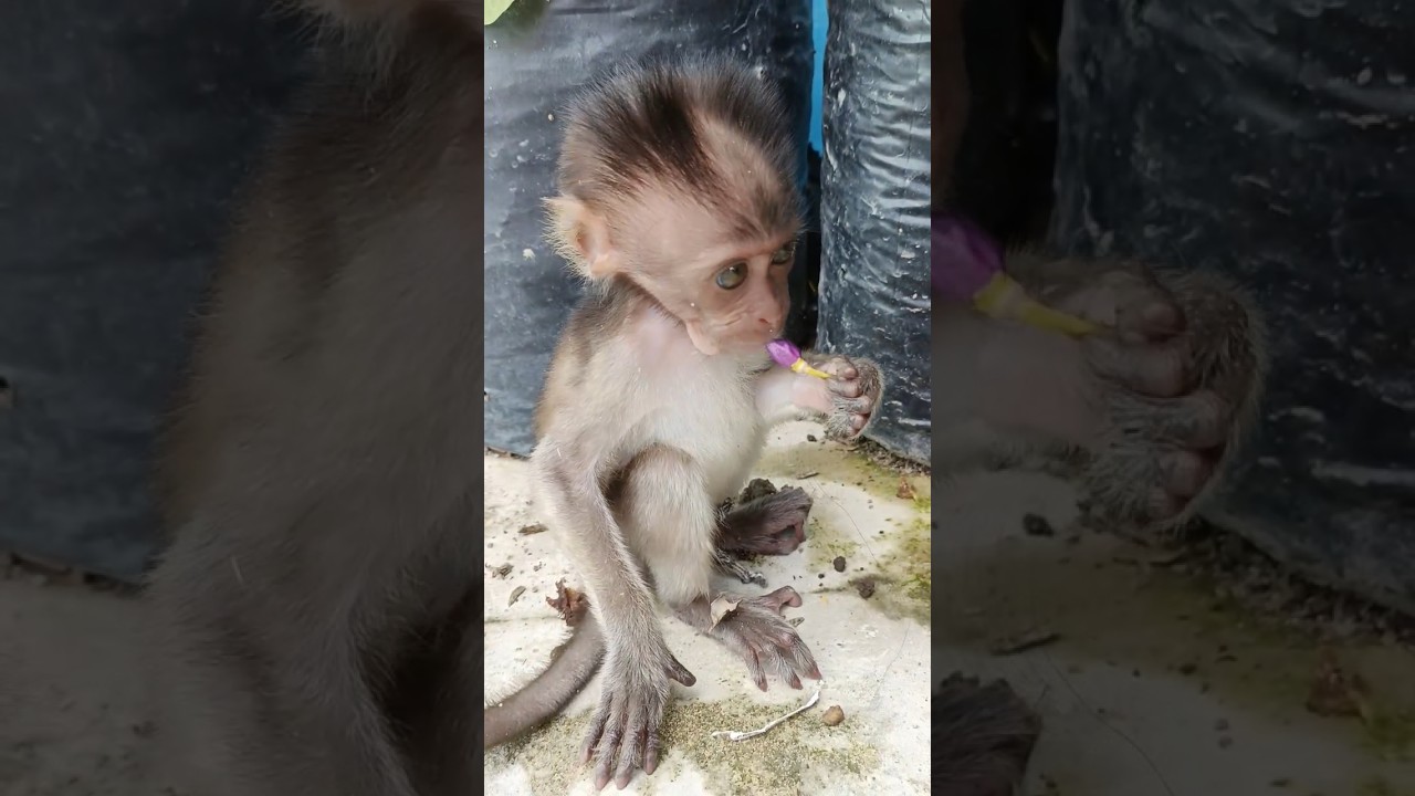 Andara udah diingatin jangan makan cabe rawit, ngeyellll  #viral #babymonkey #funny #parodi #monyet