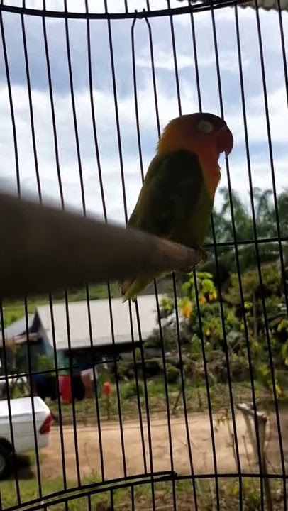lovebird ngeriwik..