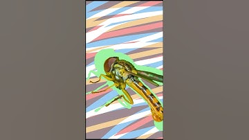 Hoverfly .......👀👀👀