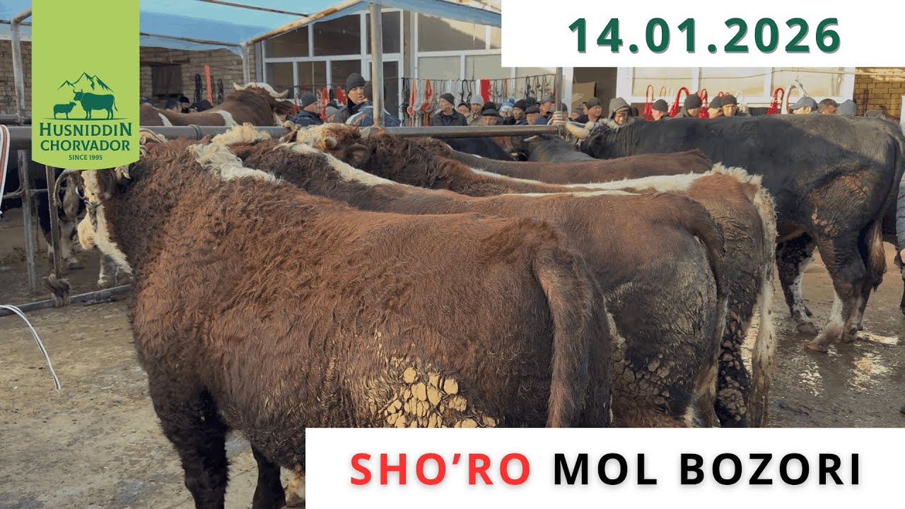 SHO'RO Mol Bozori - 14.01.2026. Chorvador Husniddin!