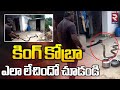 King Cobra captured in Anakapalli