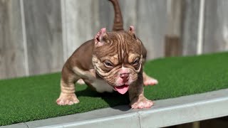 American micro bully puppies WOW!