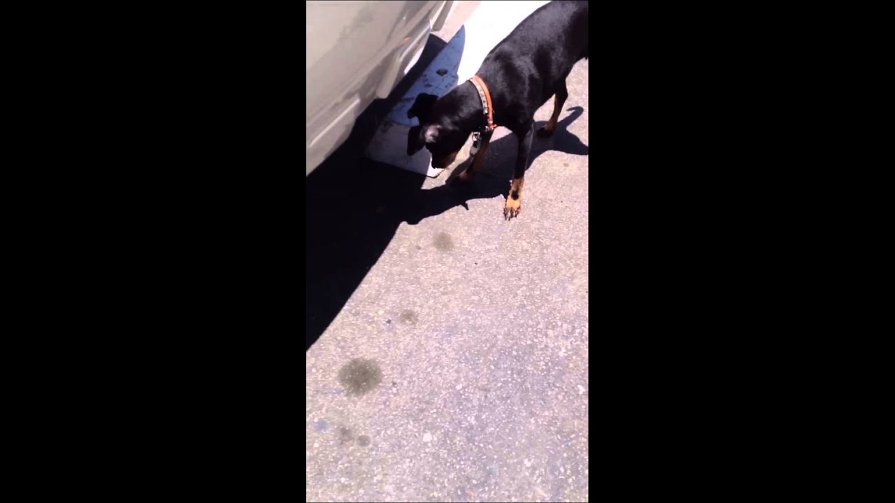 Dog fighting a Moth YouTube