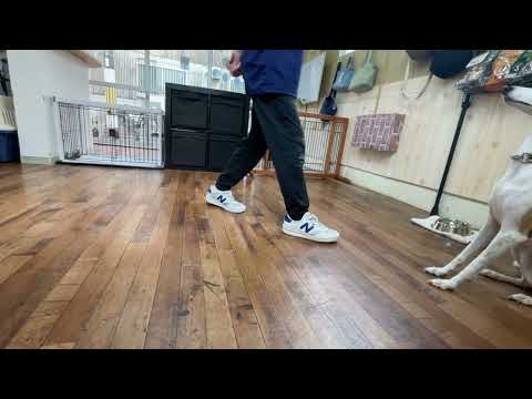 ウィペットの”マキちゃん”と”ついて”と”ループ”に挑戦！