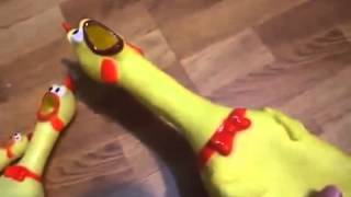 Rubber chickens screaming