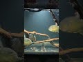 pygocentrus piraya piranha