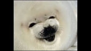 Seal bouncing meme (earape)
