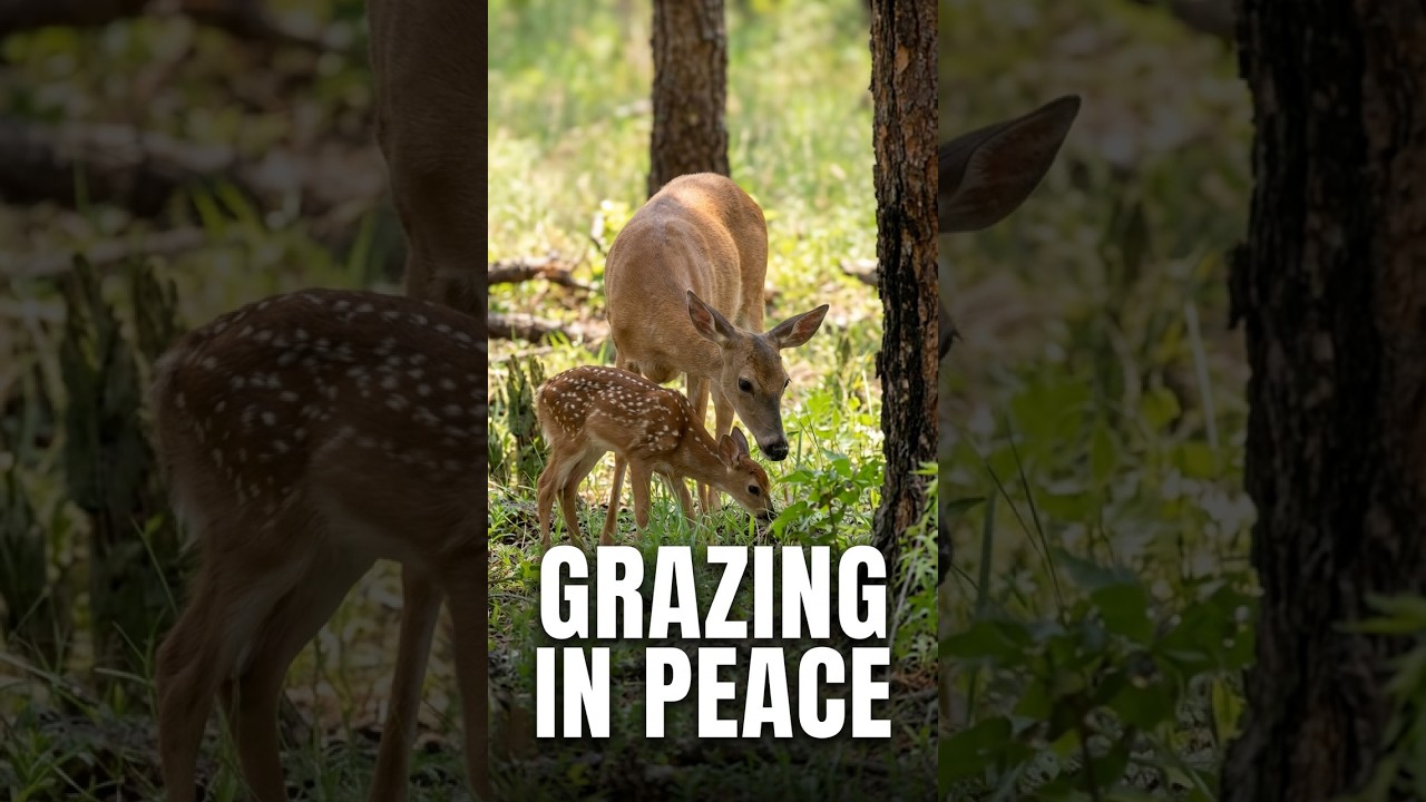 Deer momma and baby – so precious 🦌 #shorts #cute