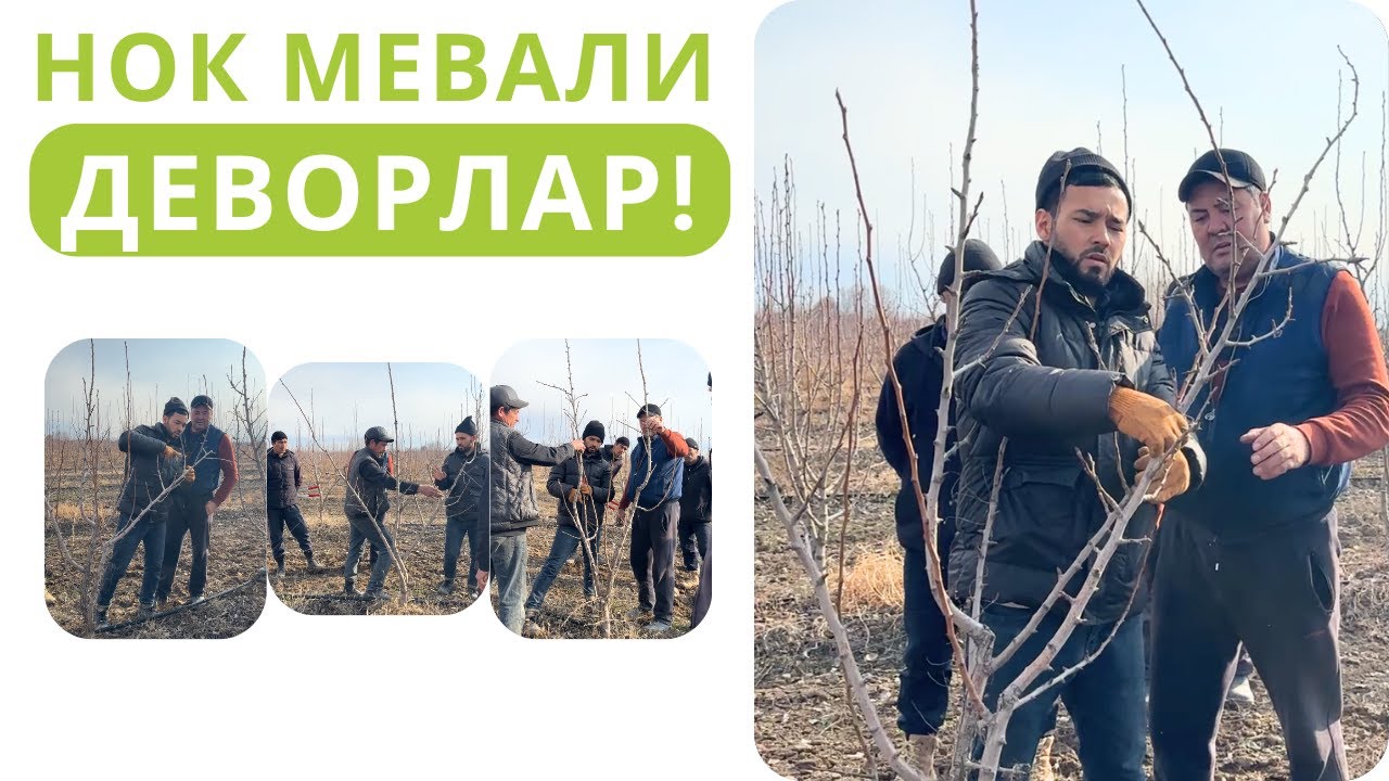 НОК ДАРАХТЛАРИНИ ДЕВОР УСУЛИДА ТАРБИЯ ҚИЛИШ!