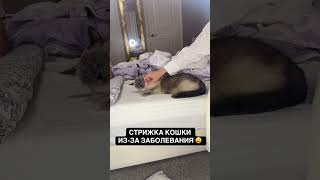 Самая НЕУДАЧНАЯ стрижка в моей жизни! #кот #cat #кошка