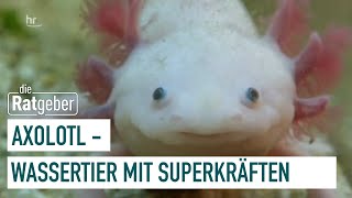 Axolotl - Freundlicher Aquarienbewohner mit Superkräften | Ratgeber