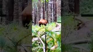 “Brown Bear Hunting in Deep Forest 🐻 | Extreme Close Range ”#BearEncounter #WildlifeHunting