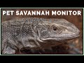 Do I Regret Getting a Savannah Monitor?