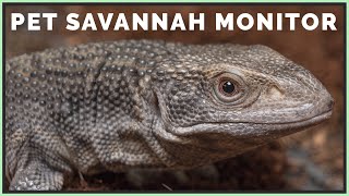 Do I Regret Getting a Savannah Monitor?