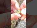 カメノテを餌に海で釣りしてみた 釣り初心者でも簡単